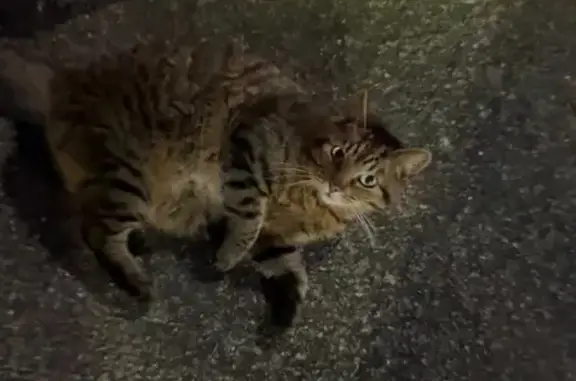 Chatte tigrée sociable trouvée - photo