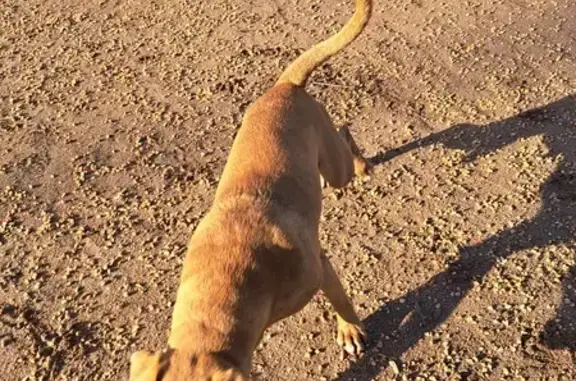 Chien roux croisé trouvé à Gerzat - photo