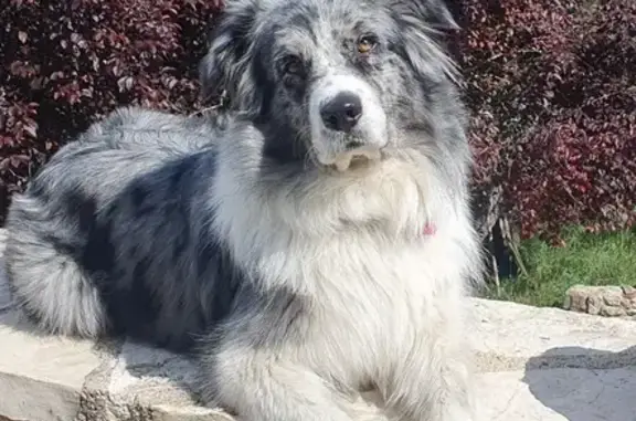 Animaux perdus , photo: Berger Australien Perdu: 4 ans