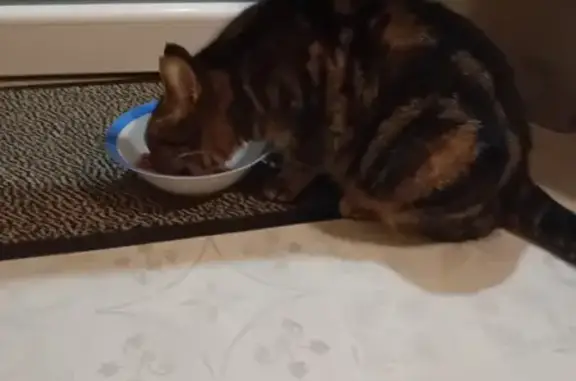 Chat trouvé à Audruicq, enceinte - photo