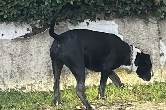 Chien errant à Berchères-St-Germain - photo