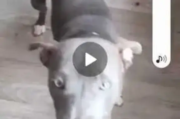 Chien perdu , photo : Alerte: Chiot Olyfor Disparu
