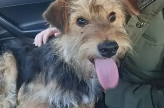 Chiot croisé perdu à Kaltenhouse - photo