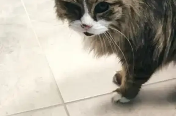 Chat blessé et malade trouvé - photo