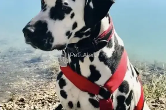 Chien perdu Rochegude, photo : Chien dalmatien perdu à Rochegude