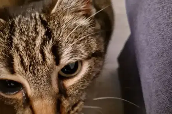 Chat tigré borgne trouvé à Vertou - photo
