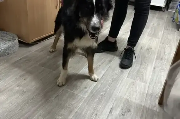 Chien perdu à Malijai retrouvé - photo