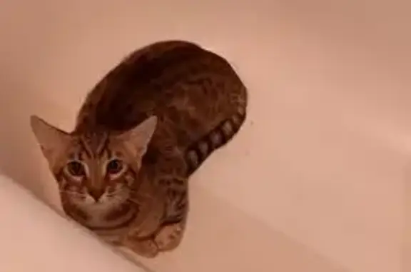 Chaton perdu: 5 mois, craintif, Puteaux - photo