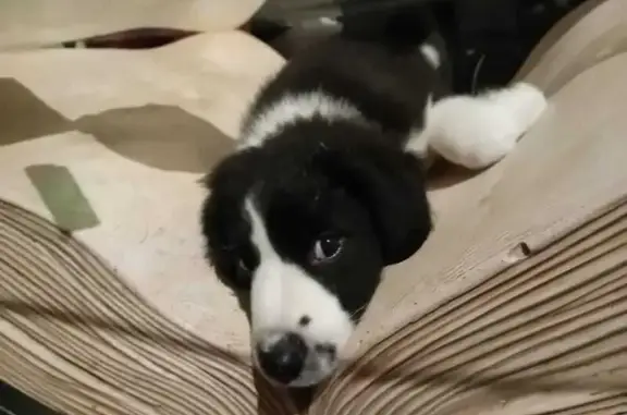 Chien perdu Seiches-sur-le-Loir, photo : Perdue: Chiot Border Collie, Noir/Blanc