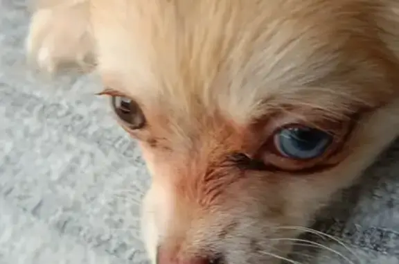 Animaux perdus , photo: Chihuahua Chanel perdu à Oslon