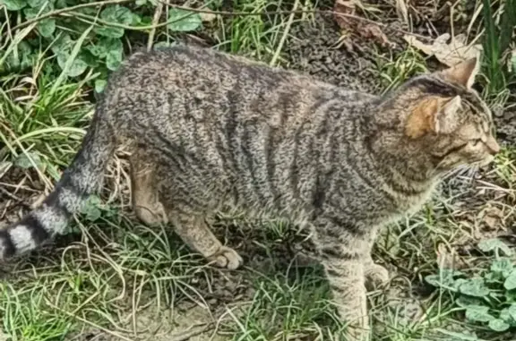 Chat tigré perdu à Bon-Encontre - photo