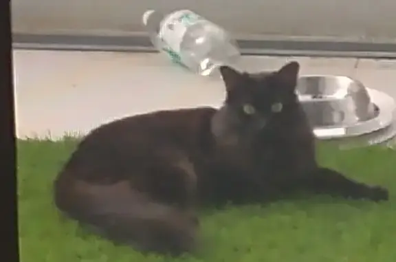 Lost Fluffy Black Cat in Brisbane - Help!