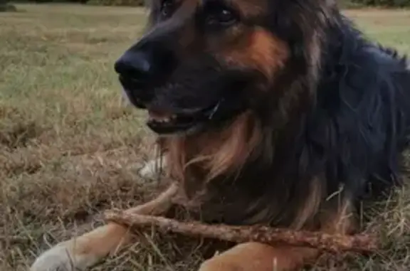 Chien perdu Vénissieux, photo : Ayk, chien noir/feu perdu, Vénissieux