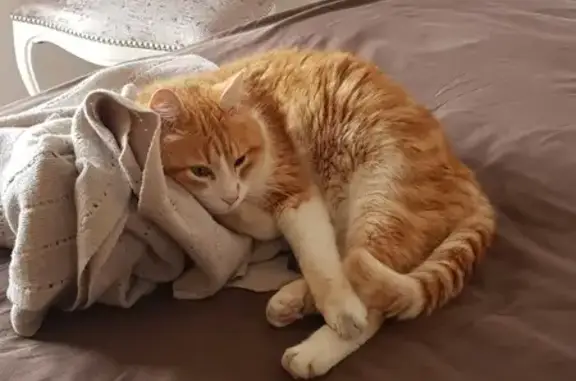 Animaux perdus , photo: Chat roux diabétique perdu - Golfe-Juan