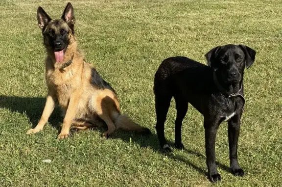 Animaux perdus , photo: Chiens aperçus à Laix hier