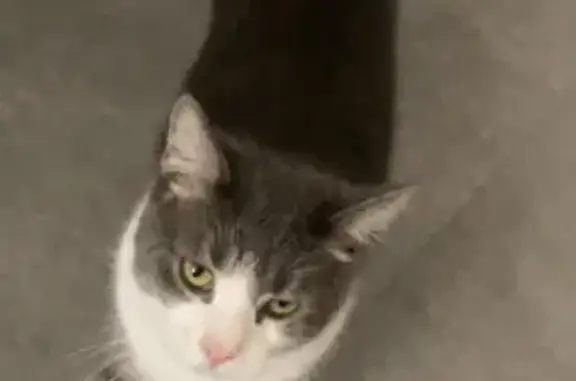 Animaux perdus , photo: Chat gris-blanc Timon perdu