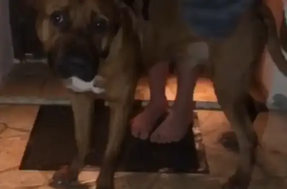 Chien fauve croisé boxer trouvé - photo