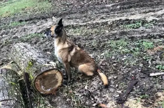 Chien perdu , photo : Malinois de 8 ans disparue