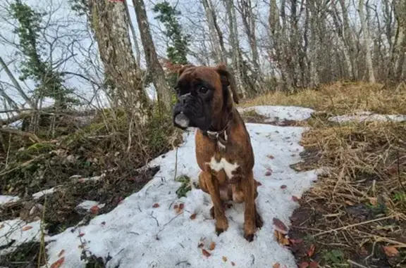 Chien perdu Savigny, photo : Chienne Boxer perdue au Vuache