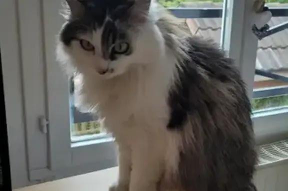 Animaux perdus Sainte-Geneviève-des-Bois, photo: Chat Lilou trigré perdu à Ste-Geneviève