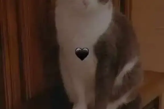 Animaux perdus , photo: Chat blessé disparu à Tréflez