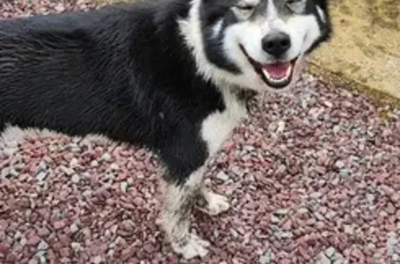 Chien trouvé , photo: Chien échappé près de la rivière