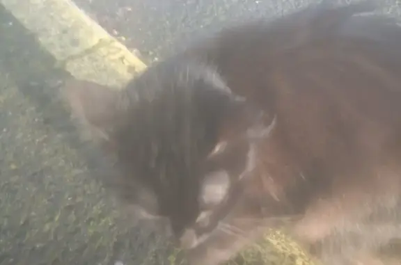 Chat noir poilu perdu - Châteauroux - photo