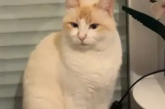 Animaux perdus , photo: Chat perdu à Hent-Dall Servel
