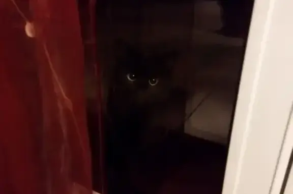 Chat noir et blanc trouvé à Sébazac - photo