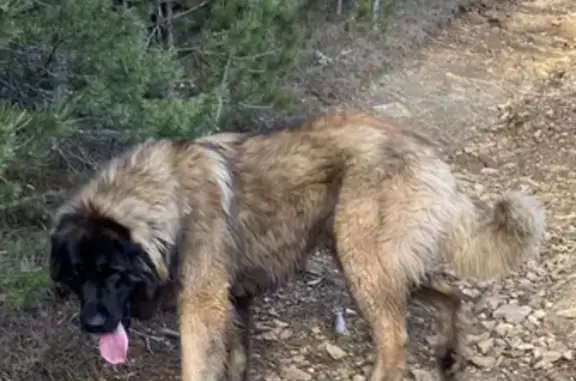 Chien perdu Mende, photo : Leonberg perdu: Barjac-Chabrits