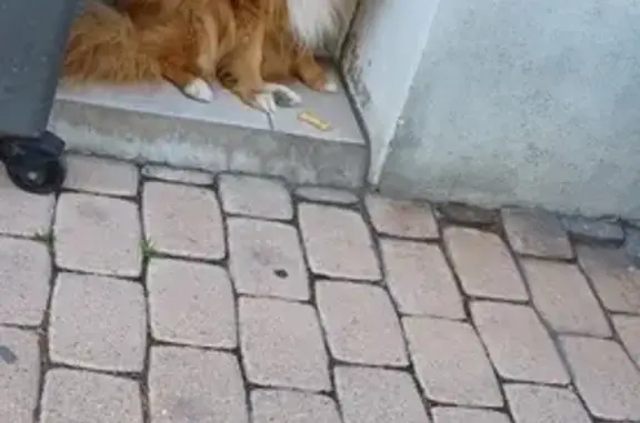 Chien perdu récupéré à Frontignan - photo