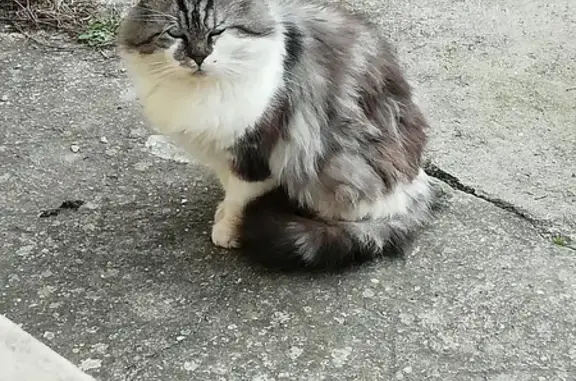 Chat retrouvé à Ambleny, Rue Pont - photo
