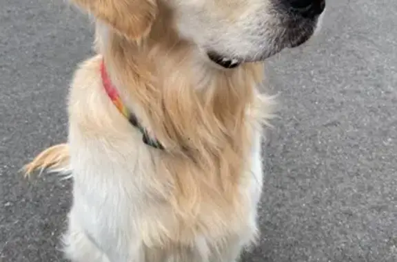 Chien perdu , photo : Mav, Golden Retriever perdu