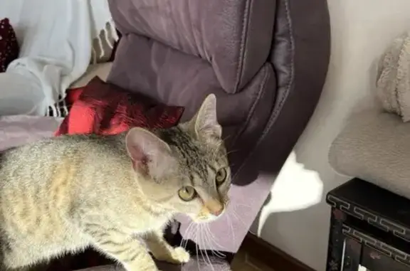 Chaton tigré perdu à Essert - photo