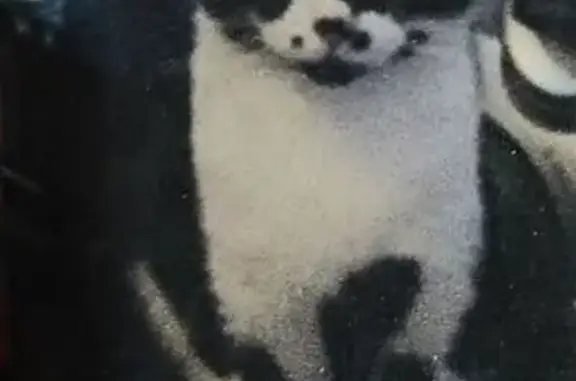Animaux perdus Mont-de-Marsan, photo: Chatte Oscarine perdue à Mont-de-Marsan
