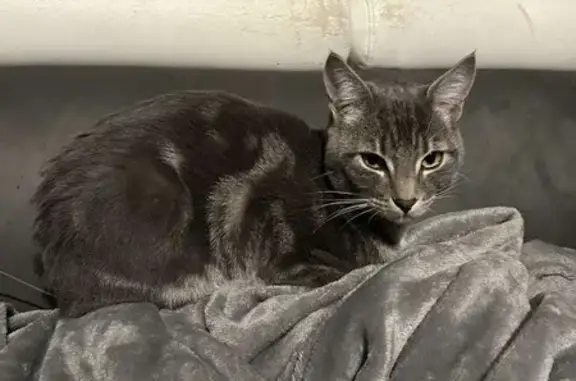 Chat trouvé Auxerre, photo: Chat sociable trouvé à Piedalloues