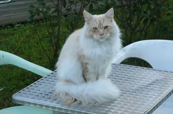 Animaux perdus Anglet, photo: Chat Maine Coon perdu à Anglet