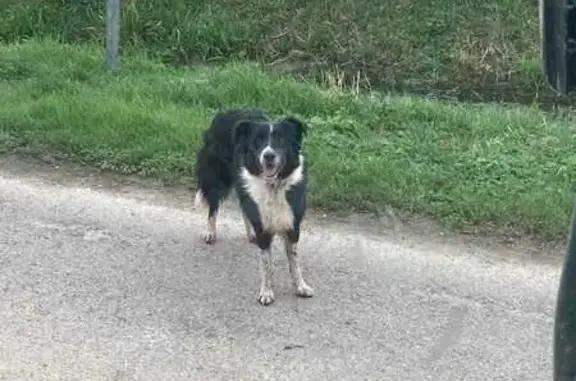 Animaux perdus , photo: Chien Border Collie perdu à Denazé