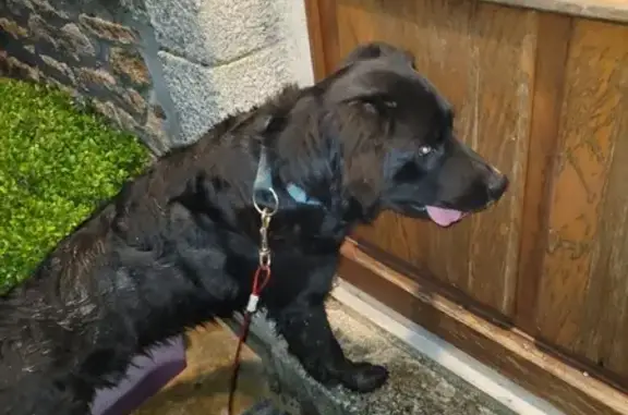 Chien perdu retrouvé à Pont-Aven - photo