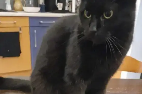 Chat perdu, , photo: Avis de recherche: Chatte noire/blanche
