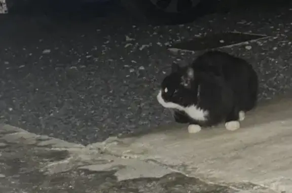 Chat trouvé , photo: Chat noir et blanc trouvé