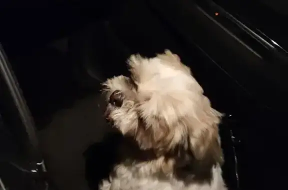 Animaux trouvés Huriel, photo: Chien âgé perdu: Shih Tzu bicolore