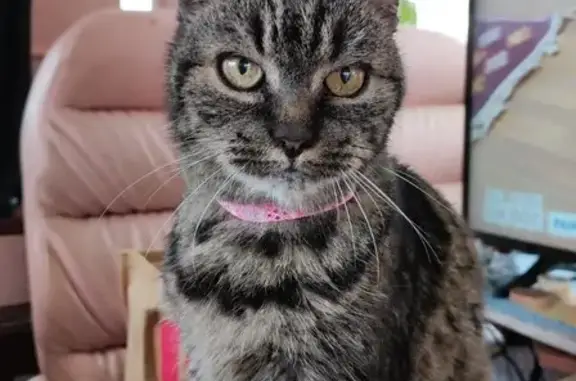 Chat perdu, Vaux-sur-Seine, photo: Chatte grise tigrée perdue