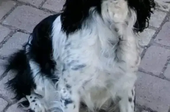 Chien perdu Arthon, photo : Chien Springer perdu à Arthon