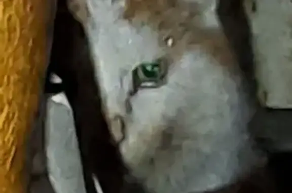 Chat blanc-roux trouvé à Jargeau - photo