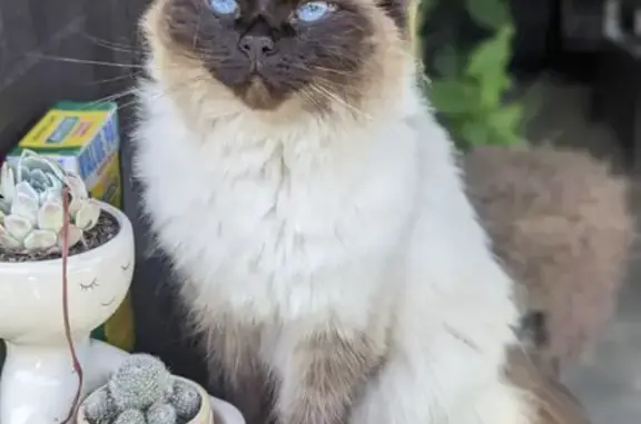 Lost Ragdoll Cat Willow - Needs Meds ASAP!