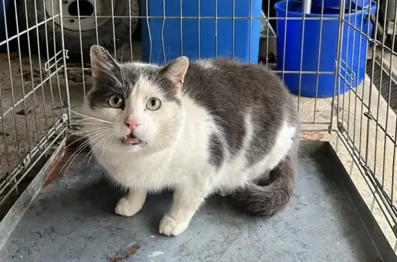 Chat gris-blanc dodu trouvé à Lunay - photo