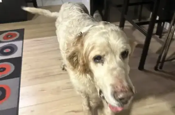 Chien mâle perdu à Meurchin - photo