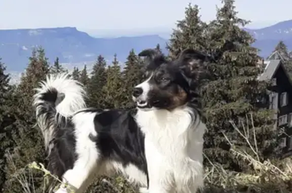 Chien perdu Grenoble, photo : Leiko, Border Collie perdu à Grenoble