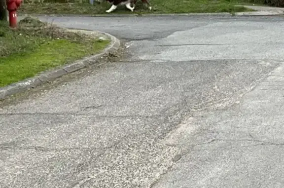 Chien perdu à Montlouis retrouvé - photo